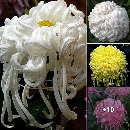 Exploring the Enigmatic Beauty of Chrysanthemums: The Allure of Twisted Petals